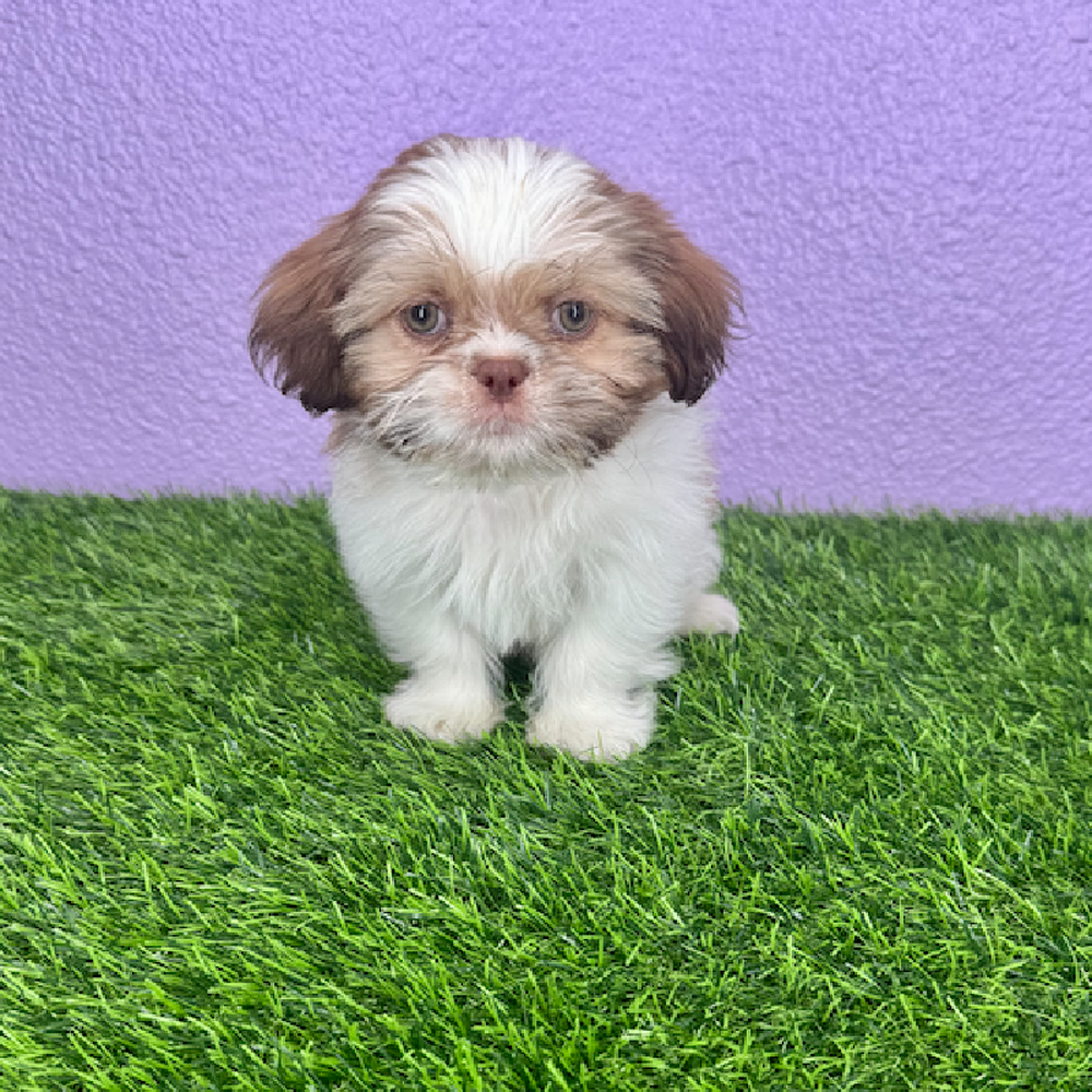 pet breed image