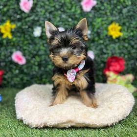 Yorkie