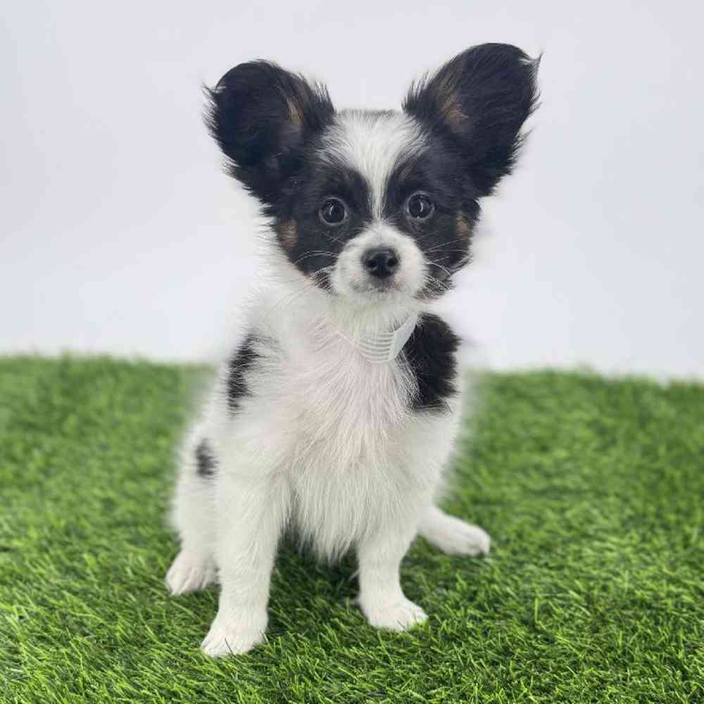 pet breed image