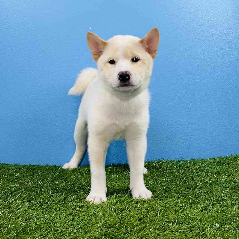 Female Shiba Inu Puppy for sale