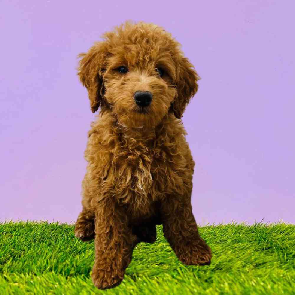 2nd Gen Mini Goldendoodle Puppies for Sale Puyallup