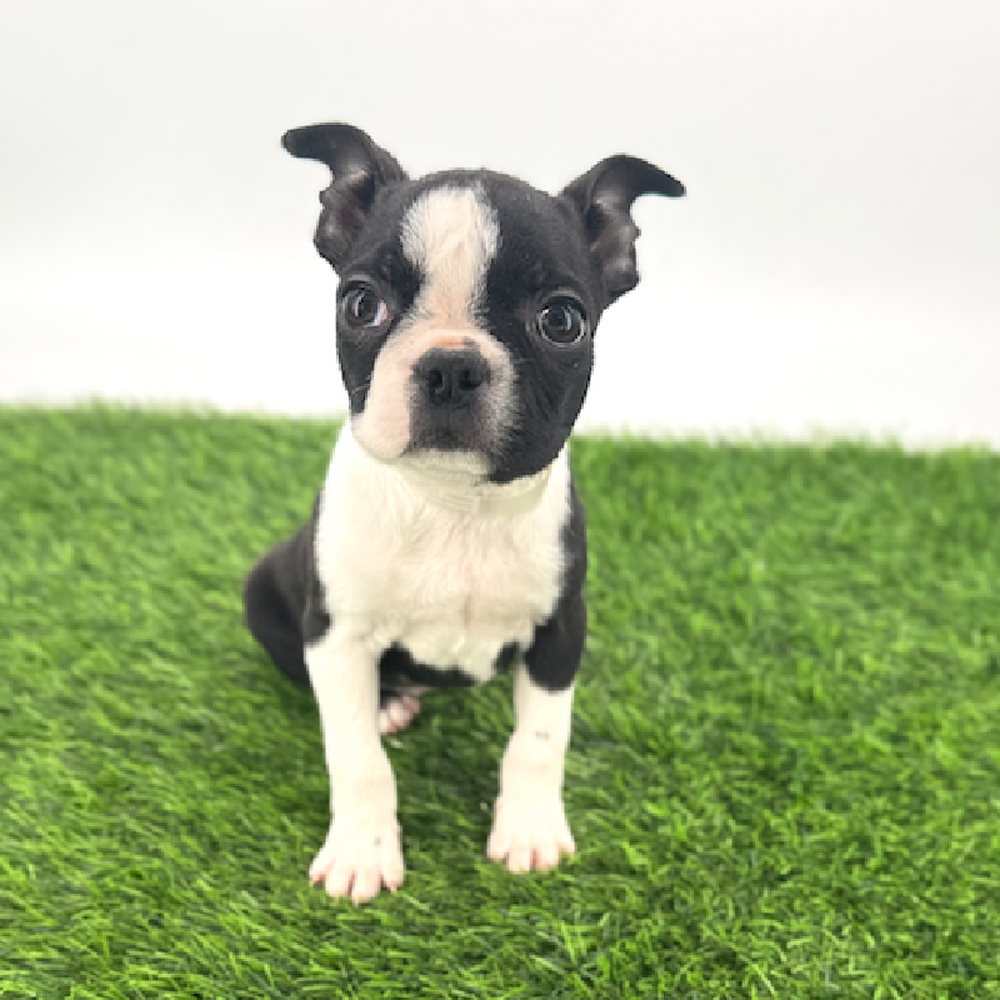 pet breed image