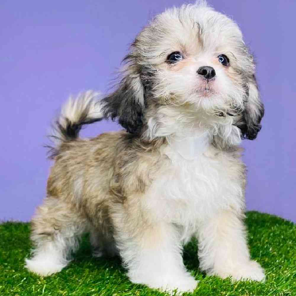 carousel pet images