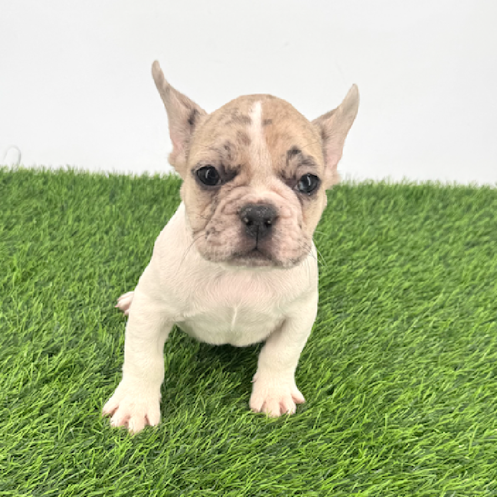 carousel pet images