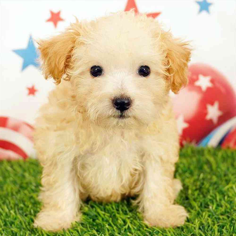 pet breed image
