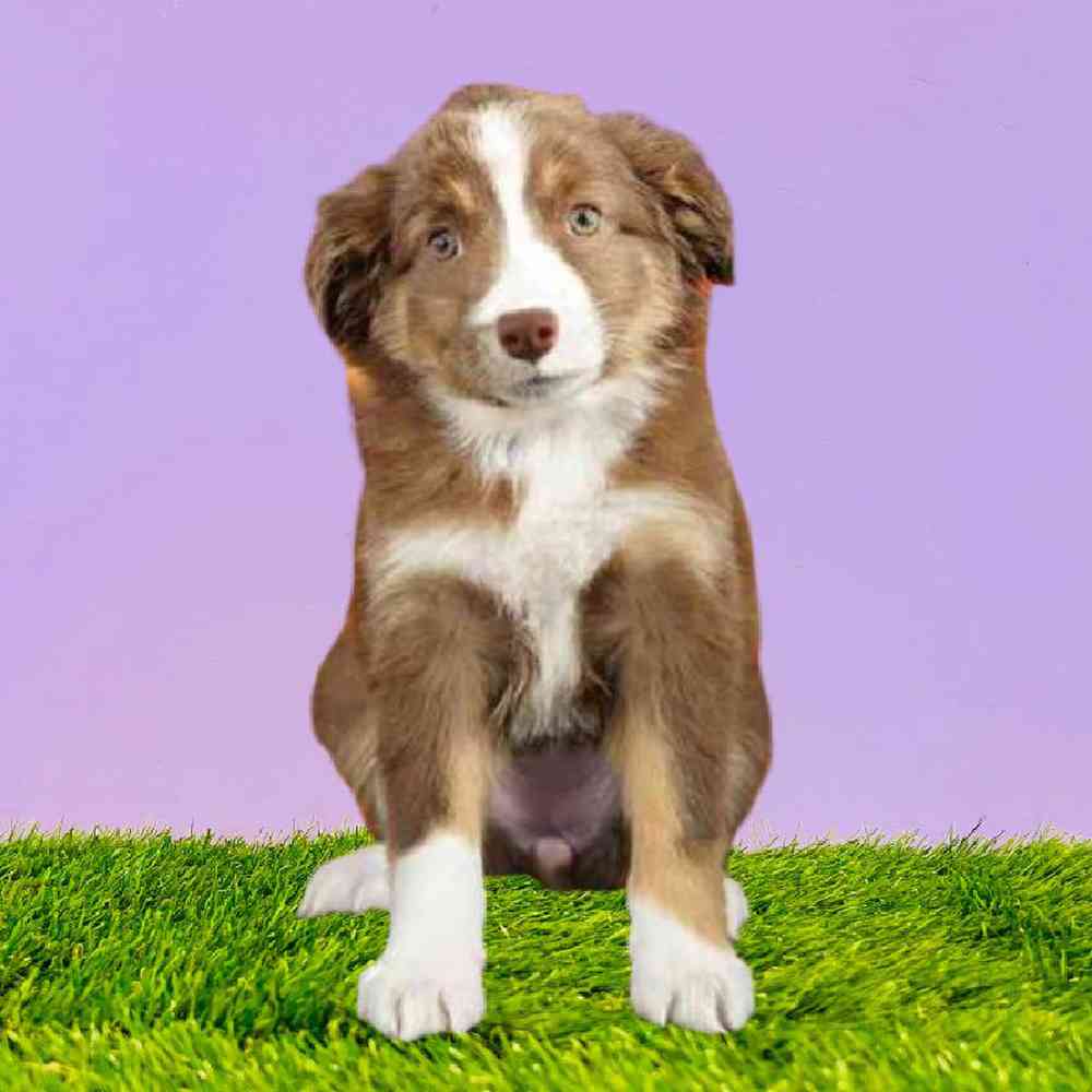 Mini Australian Shepherd