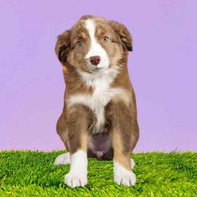 Mini Australian Shepherd