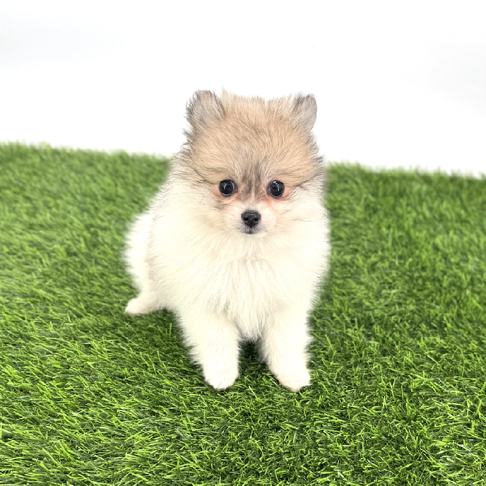 carousel pet images