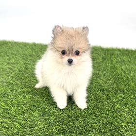 Pomeranian