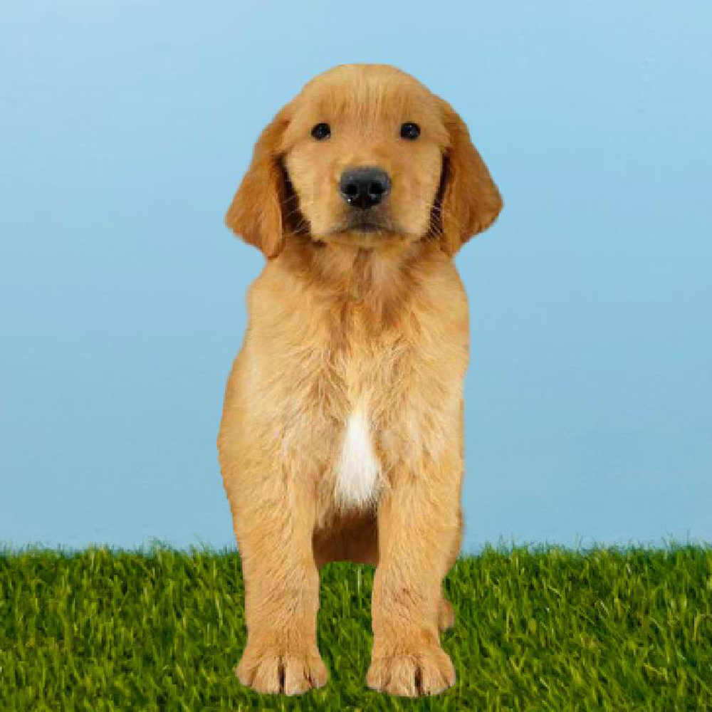 Male Golden Retriever Puppy for sale