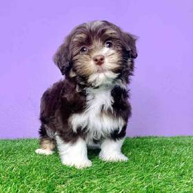 Havanese