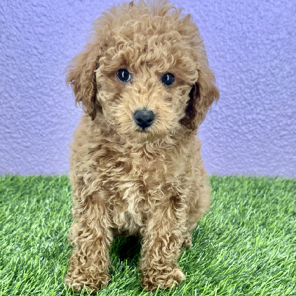 pet breed image