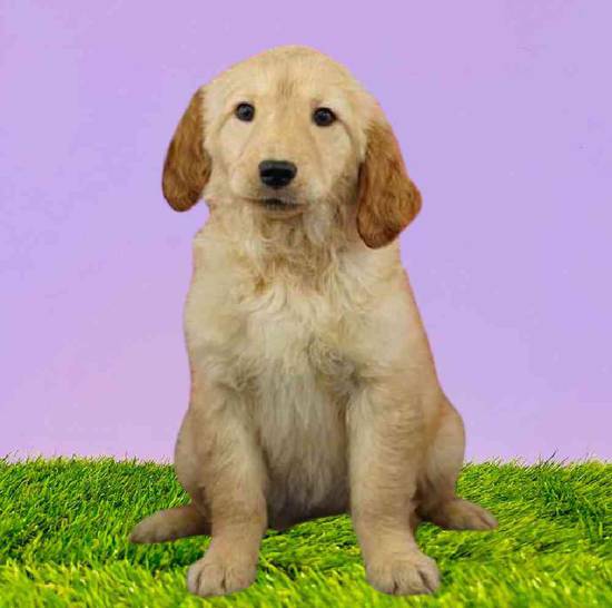 Available Puppies For Sale Puppyland Washington