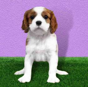 Cavalier King Charles Spaniel