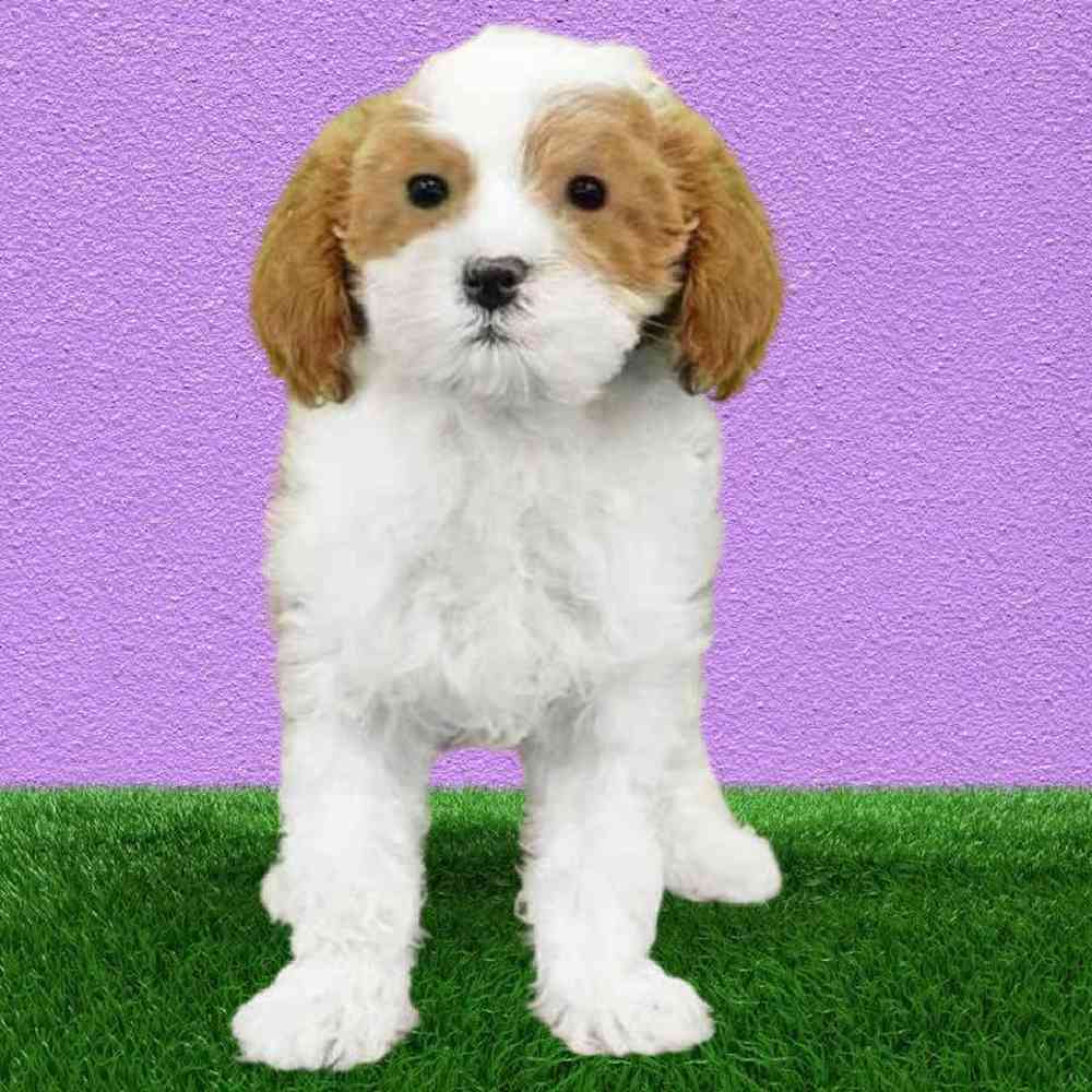 carousel pet images