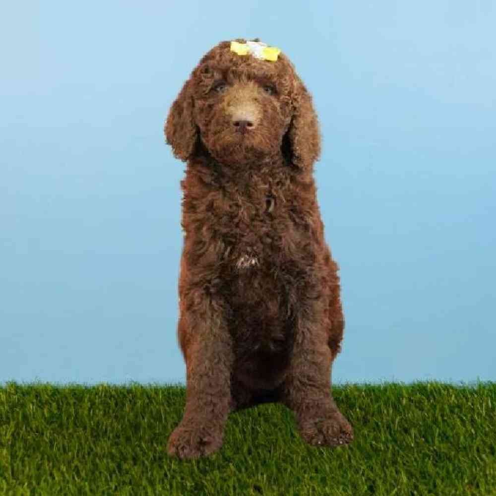 Female 2nd Gen Standard Labradoodle Puppy for sale