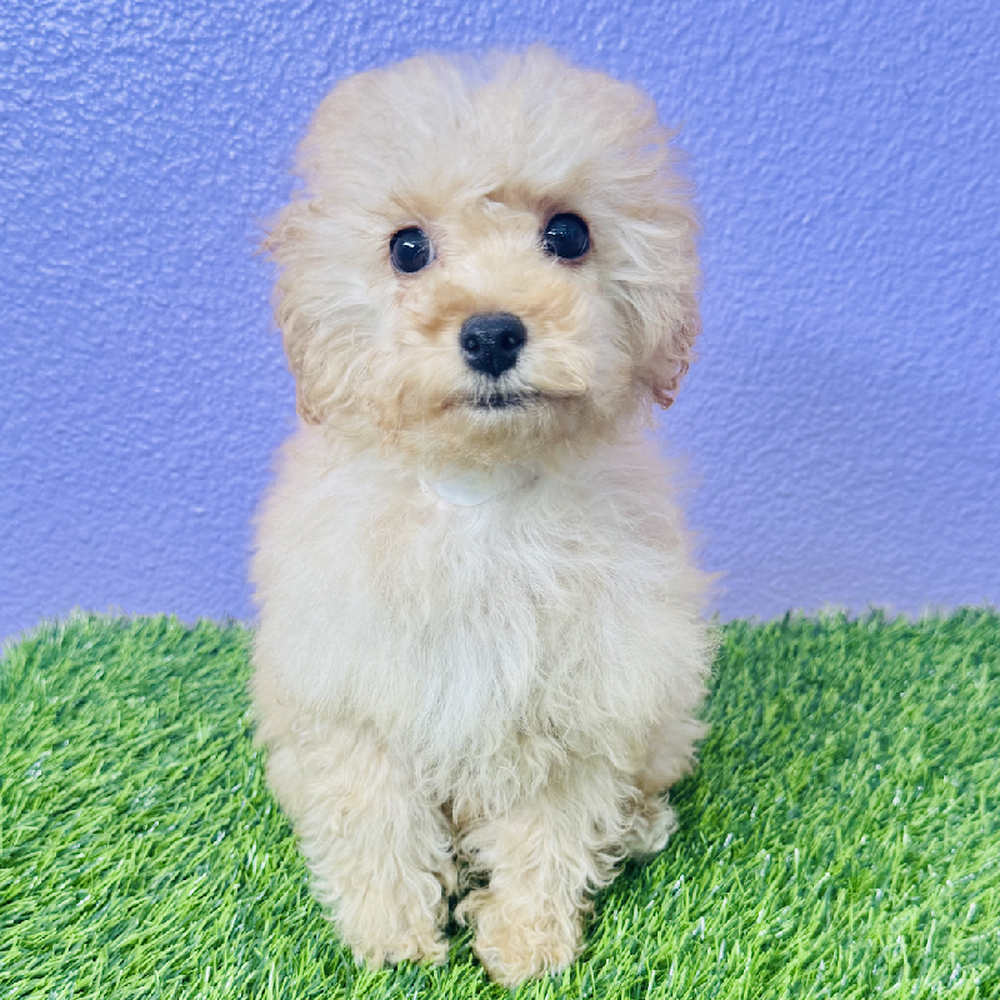 pet breed image