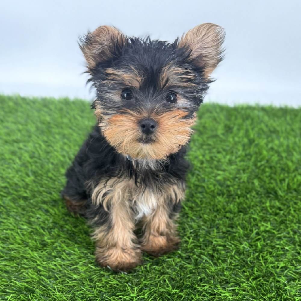 pet breed image