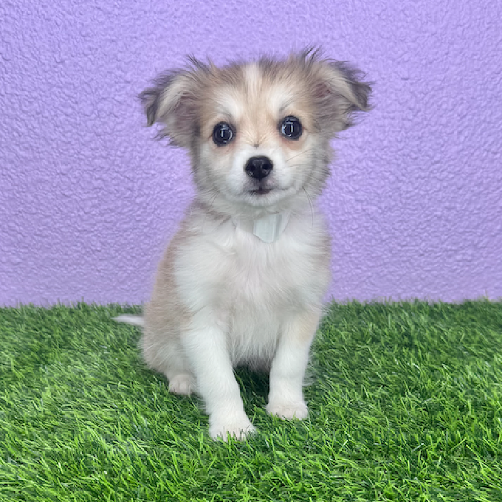 pet breed image