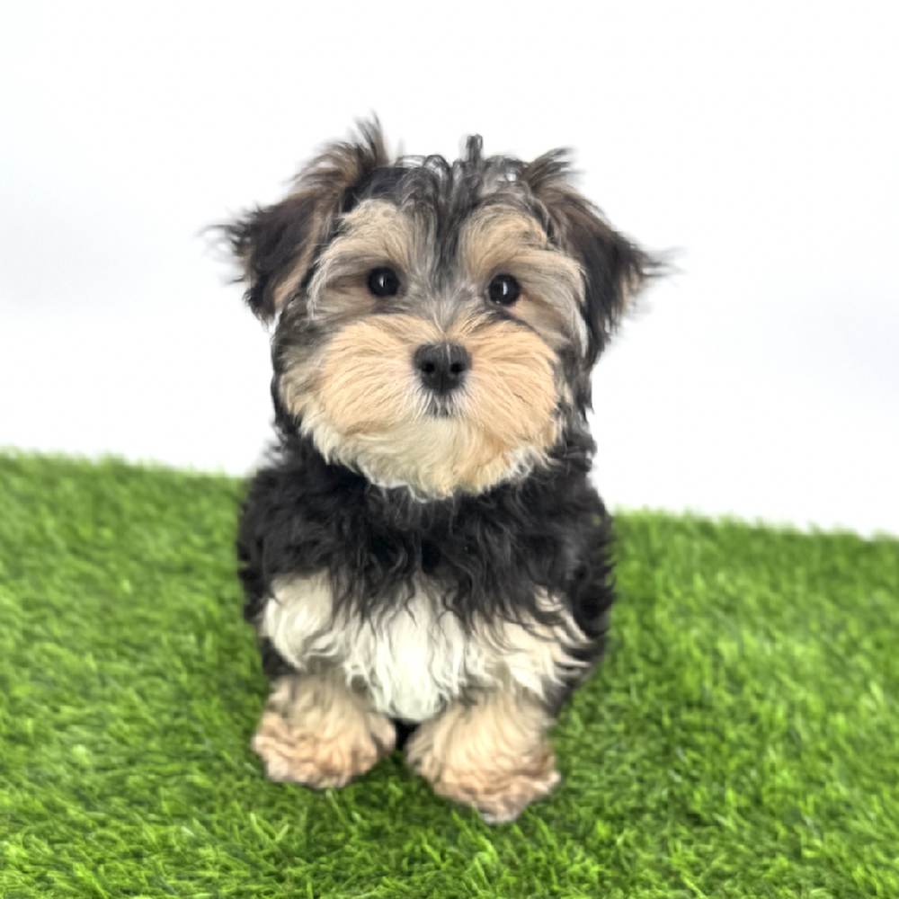 pet breed image