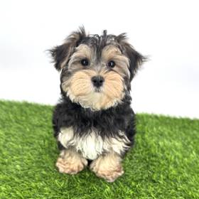 Morkie