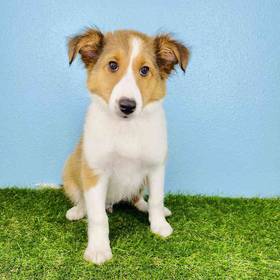 Sheltie
