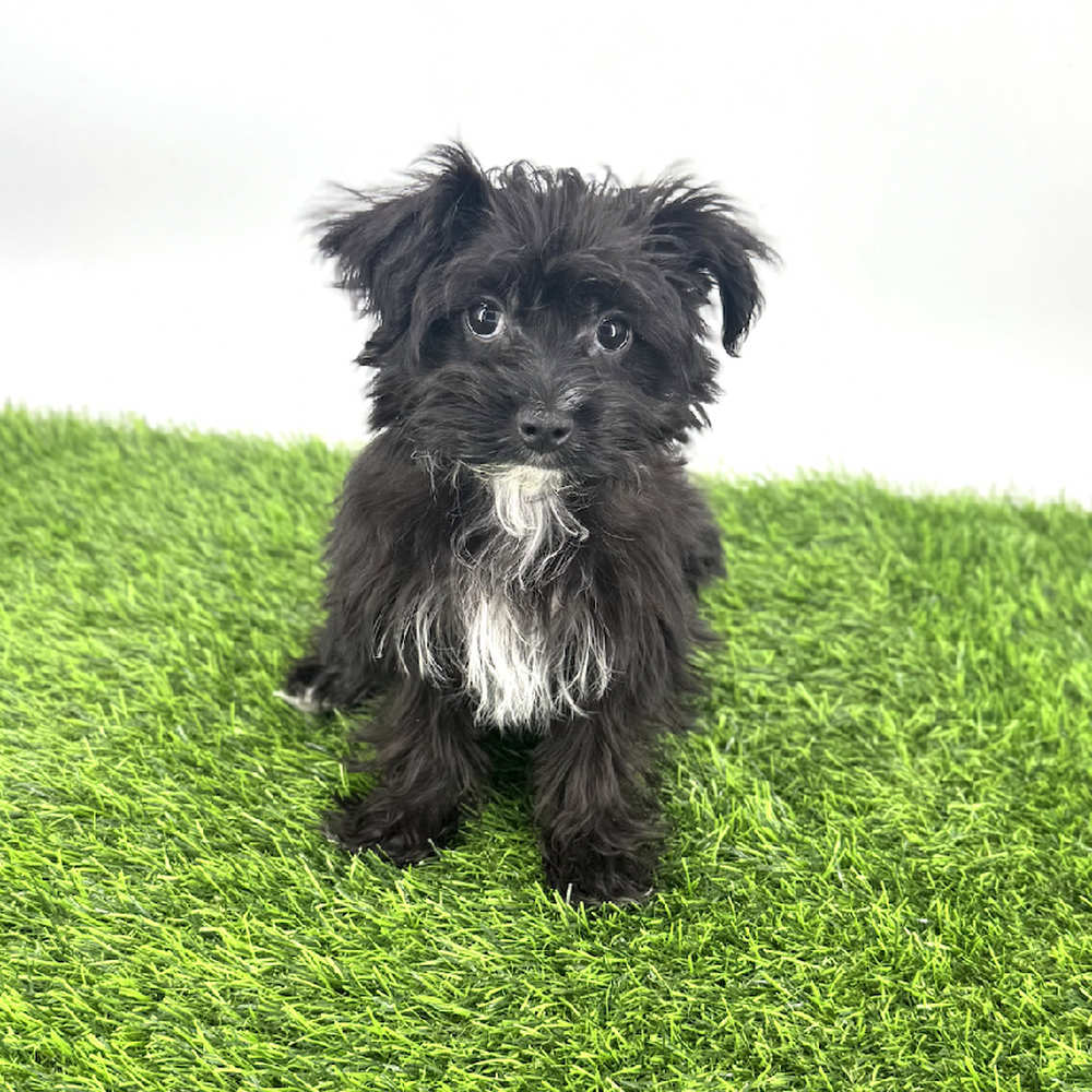 pet breed image