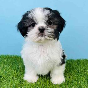 Shih Tzu