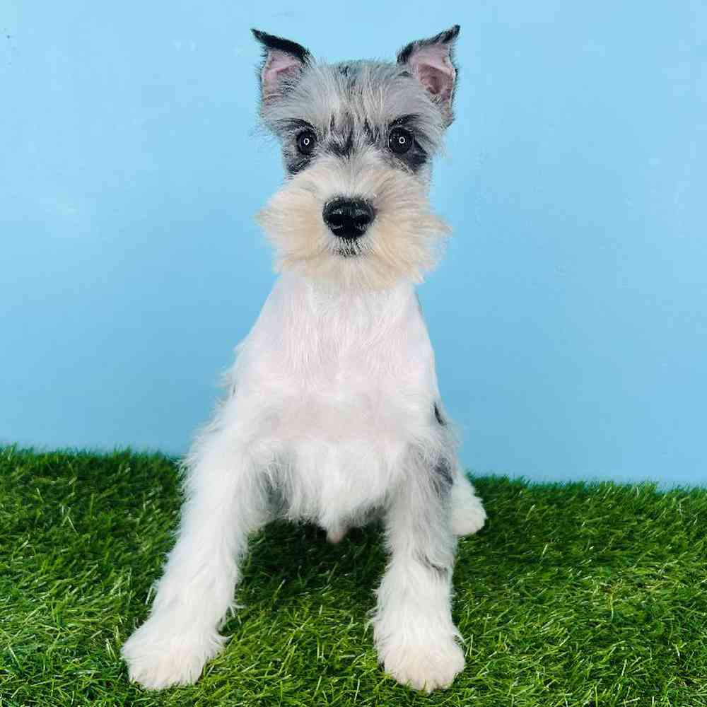 Male Mini Schnauzer Puppy for sale