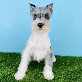 Mini Schnauzer