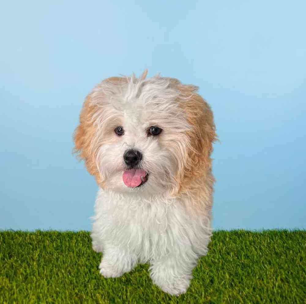 Male Shizapoo Puppy for Sale in Meridian, ID