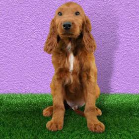 Irish Setter