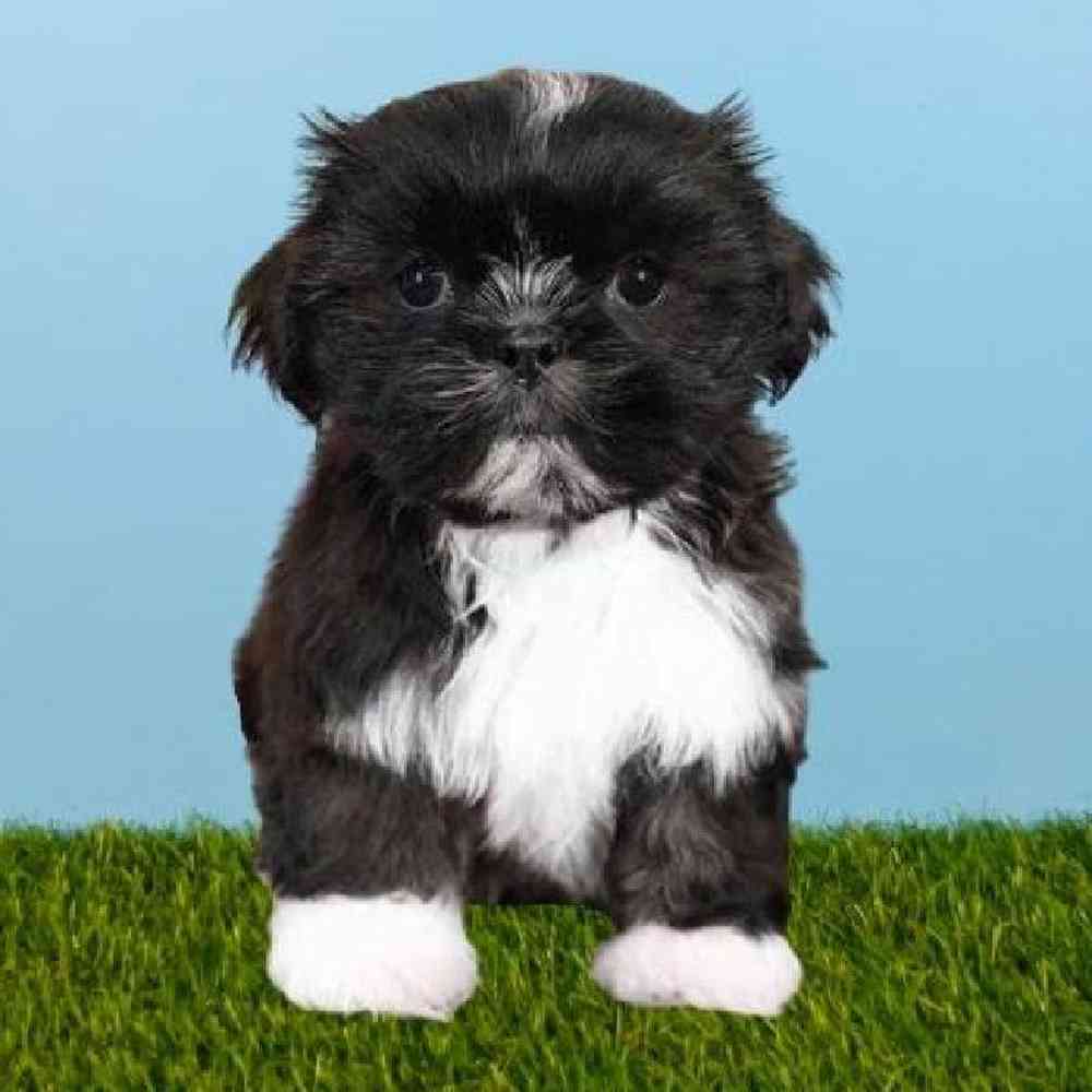 Male Shih Tzu Puppy for sale