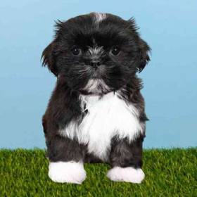 Shih Tzu