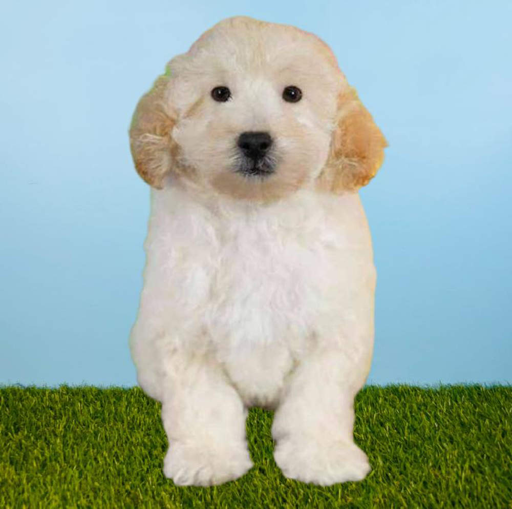 Male Poodle Puppy for sale