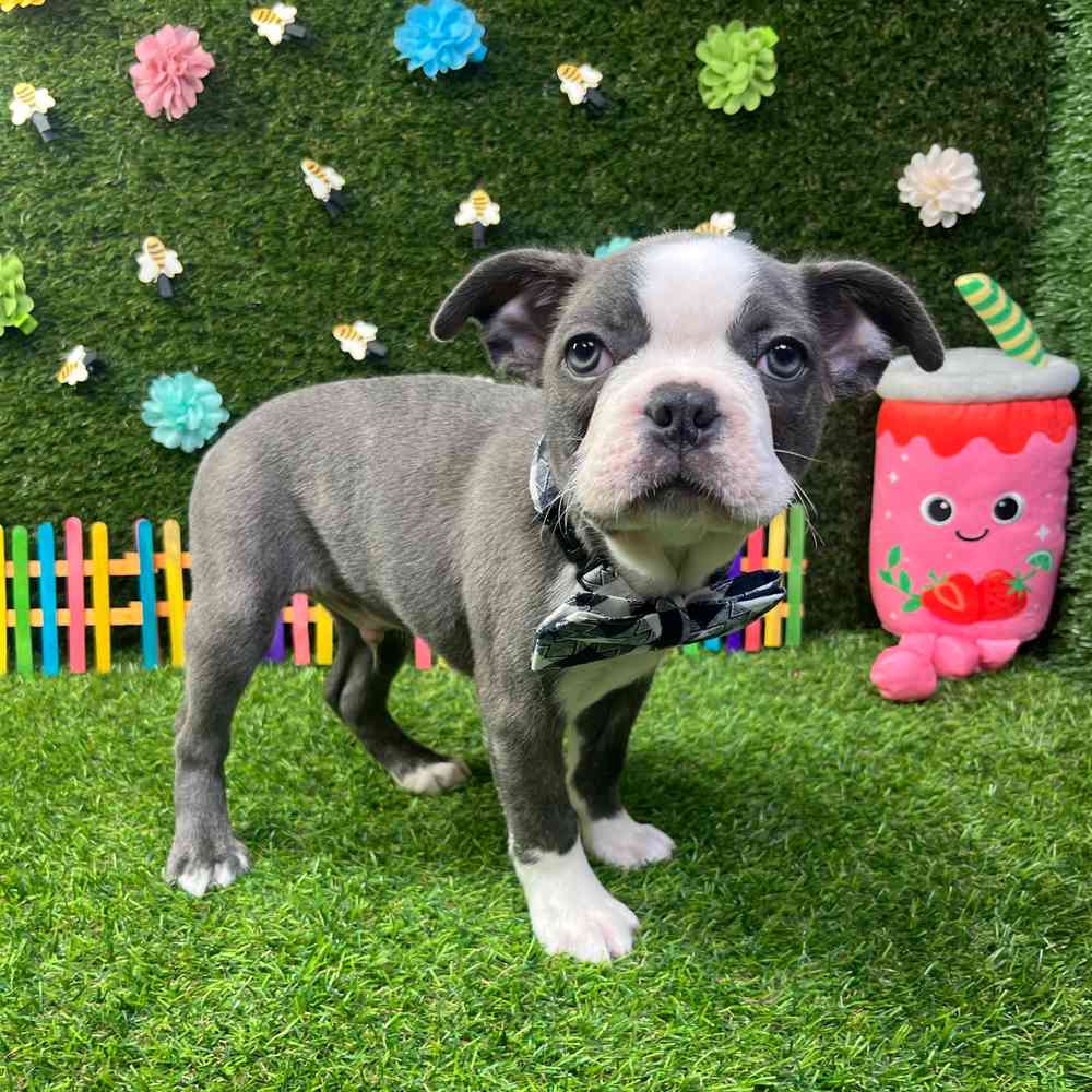 carousel pet images