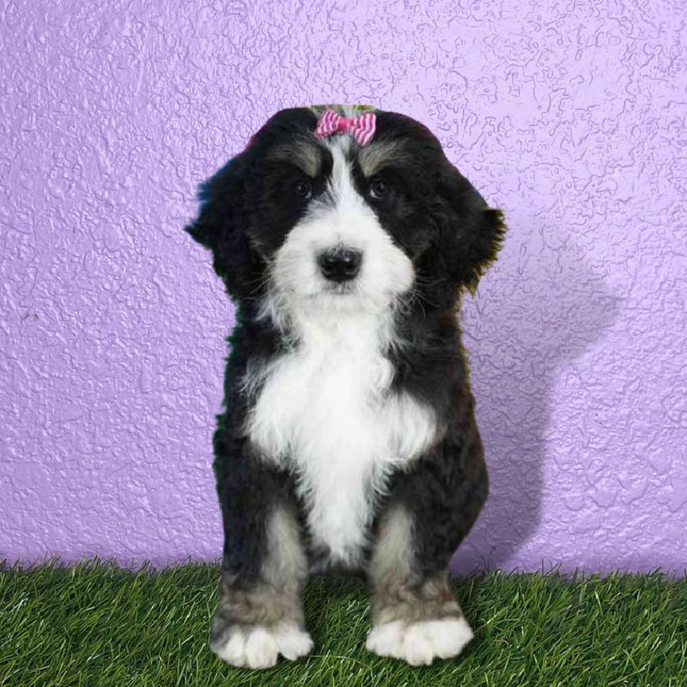 Female Bernedoodle Puppy for sale