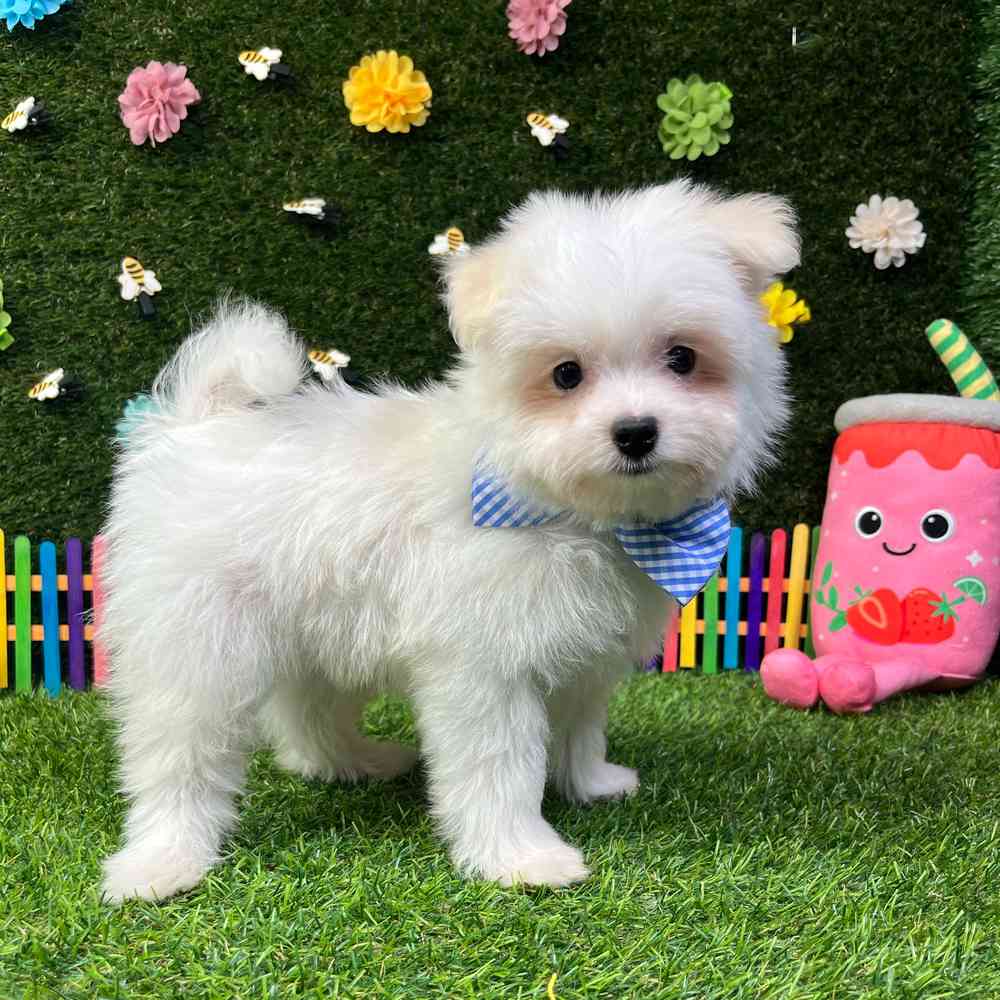 carousel pet images