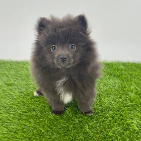 Pomeranian