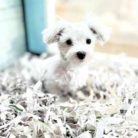 Maltese