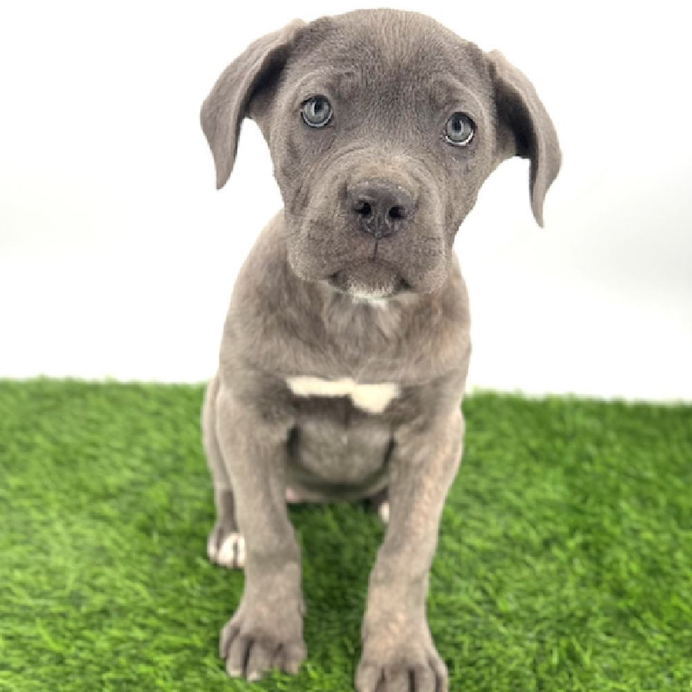 pet breed image
