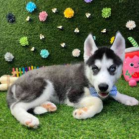 Siberian Husky