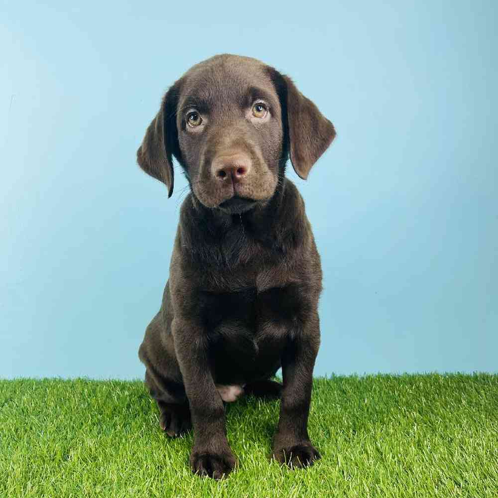 Male Labrador Retriever Puppy for sale