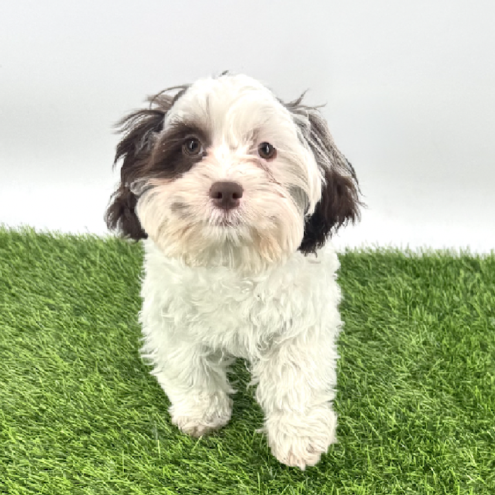 pet breed image