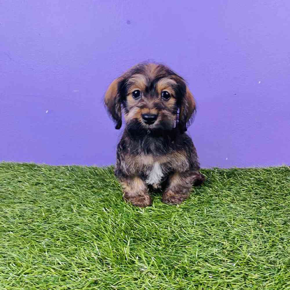 Male Havanese/Dachshund Puppy for sale