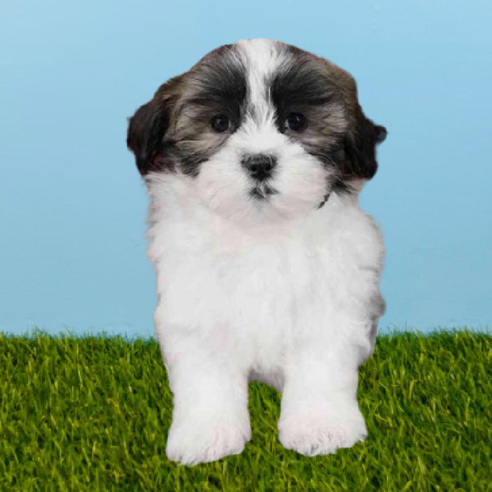 Malshi Puppies for Sale Renton