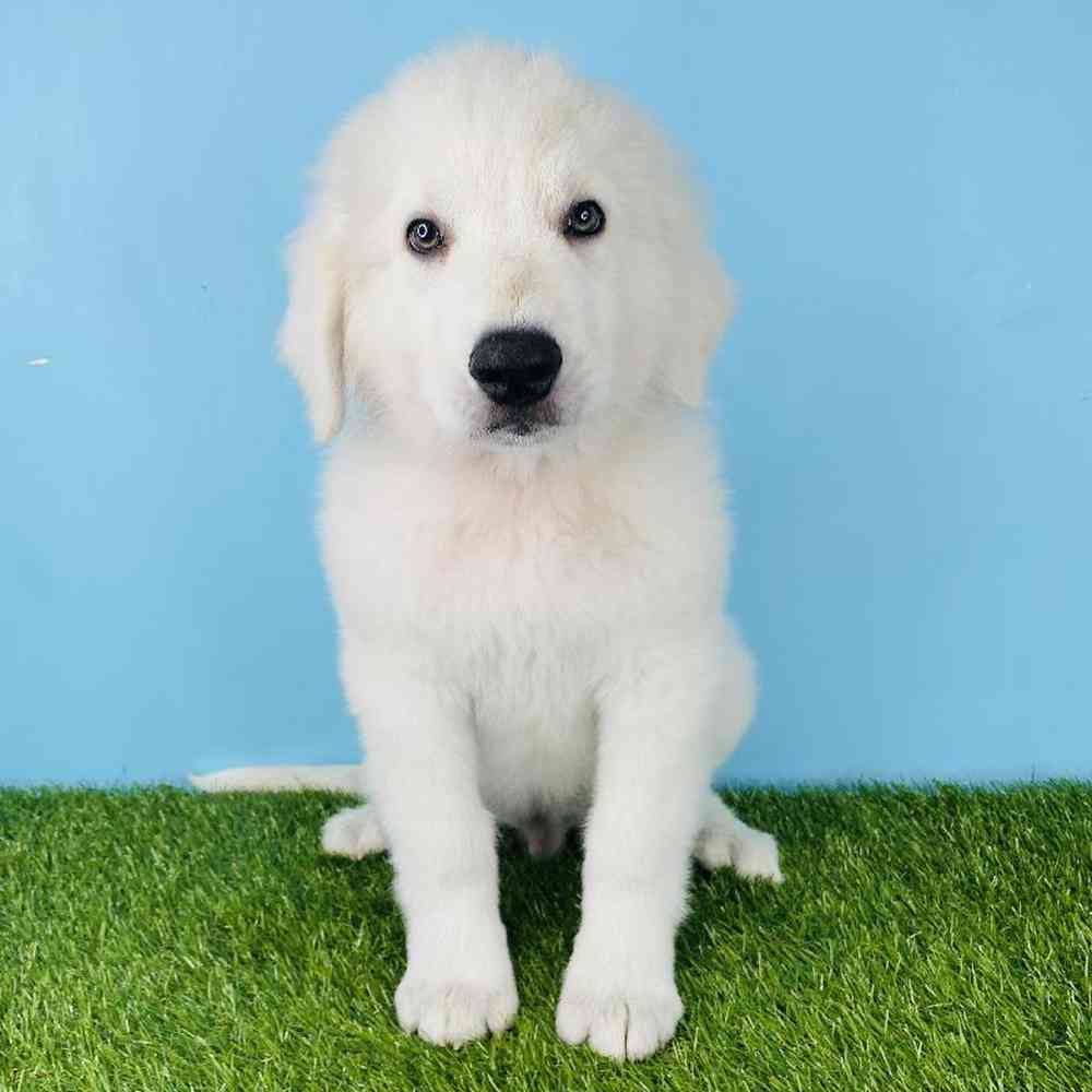 Male Great Pyrenees Puppy for sale