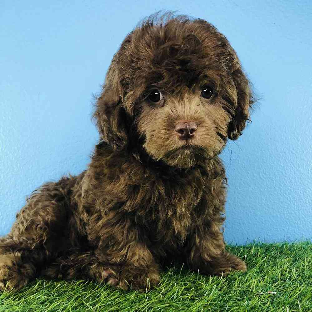 carousel pet images