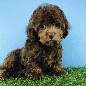 Shizapoo