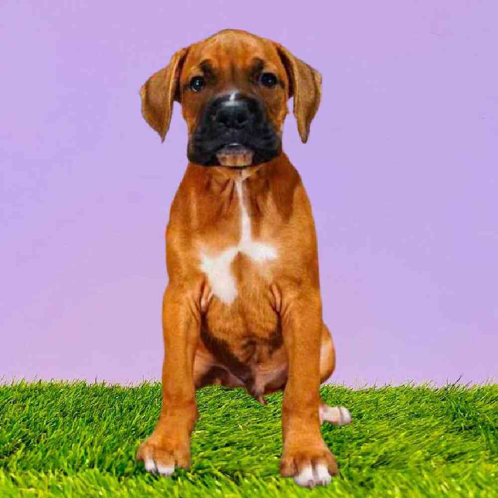 Male Boxer Puppy for Sale in Puyallup, WA